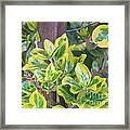 Variegated 4 Framed Print