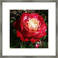 Variegated Rose Framed Print