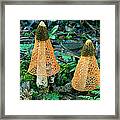 Veiled Lady Mushrooms Framed Print