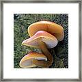 Velvet Shank Fungus Framed Print