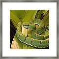 Venomous Eyelash Viper Ecuador Framed Print