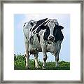Vermont Dairy Cow Framed Print