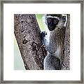 Vervet Monkey Sitting On A Tree Framed Print