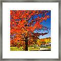 Vibrant Autumn Maple Tree, Country Road Framed Print