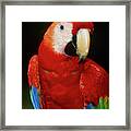 View Of A Scarlet Macaw (ara Macao) Framed Print