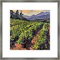 Vineyard At Dentelles Framed Print