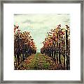 Vineyard Framed Print