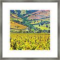 Vineyards  Hdr - Valle Colchagua Framed Print