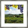 Vineyards In San Gimignano Italy Framed Print