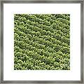 Vinschgau Vineyard Framed Print