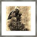 Vintage Bald Eagle Framed Print