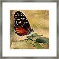 Vintage Butterfly Card Framed Print