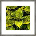 Vintage Green Coleus Plant Framed Print