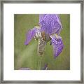 Vintage Iris Framed Print