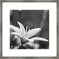 Vintage Lily Framed Print