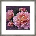 Vintage Monday Roses Framed Print