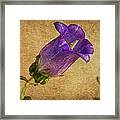 Vintage Purple Flower Framed Print