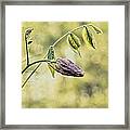 Vintage Wisteria Framed Print