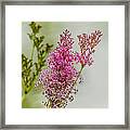 Vision In Pink Framed Print