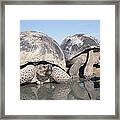Volcan Alcedo Giant Tortoises Pair Framed Print