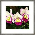 Cattleya Orchid Framed Print