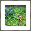Lupine Deer Framed Print