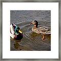 Wading Ducks Framed Print