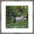 Wading Mallard Duck Framed Print