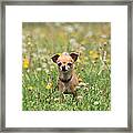 Wading Through The Weeds Framed Print