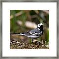 Wagtail's Step Framed Print