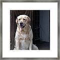 Waiting Patiently Framed Print