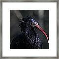 Waldrapp Ibis 5d27043 Framed Print