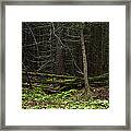 Walk In The Forest Framed Print