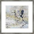 Walking On Water - Tricolored Heron Framed Print