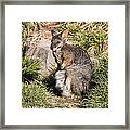 Wallaby Framed Print