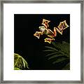 Wallaces Flying Frog Danum Valley Sabah Framed Print