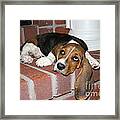 Wally And Ears Framed Print