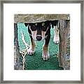 Wannabe Sled Dog In The Yukon Framed Print