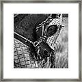 Warrior Horse Framed Print