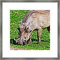 Warthog In Addo Elephant Park Near Port Elizabeth-south Africa Framed Print