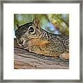 Wary Squirrel Framed Print