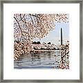 Washington Dc Cherry Blossoms And Monument Framed Print