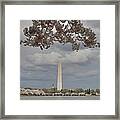 Washington Monument - Cherry Blossoms - Washington Dc - 011329 Framed Print