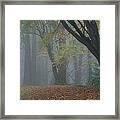 Washington Park Fog 2 Framed Print