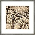 Washington Square Live Oaks Framed Print