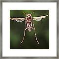 Wasp Flying Matobo Np Zimbabwe Framed Print