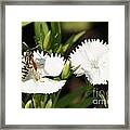 Wasp On Dianthus Floral Lace White Flower 2 Framed Print