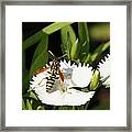 Wasp On Dianthus Floral Lace White Flower 4 Framed Print