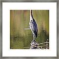 Watchful Heron Framed Print