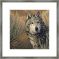 Watchful Framed Print